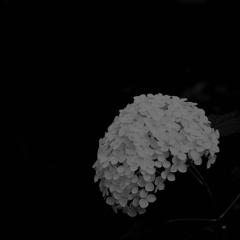 紫陽花
