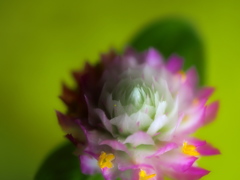 千日草　3