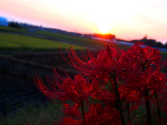 夕陽を眺めて