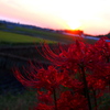 夕陽を眺めて
