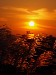 夕陽とススキ　１