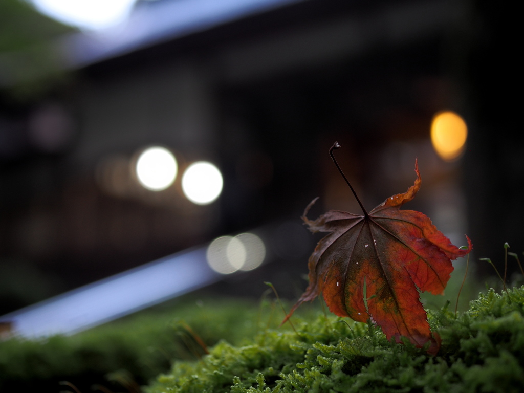 苔の上の紅葉