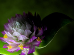 千日草　2