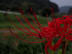 雨の中の彼岸花