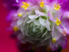 千日草　1