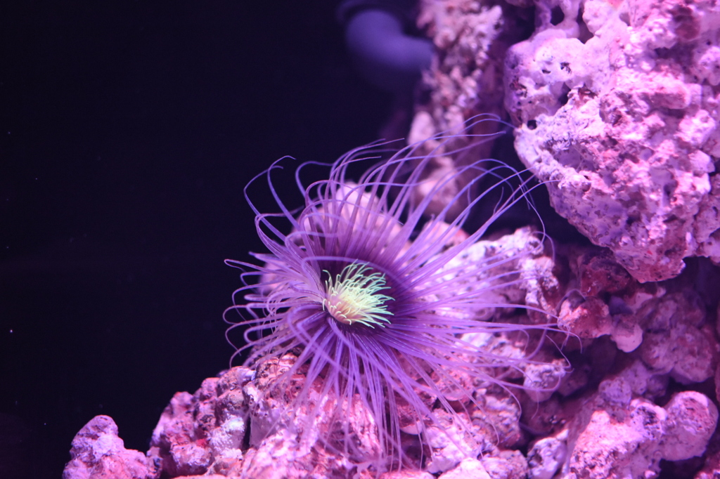 すみだ水族館3