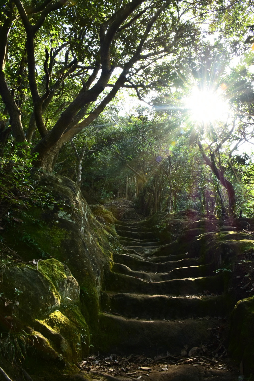 鋸山 登山道