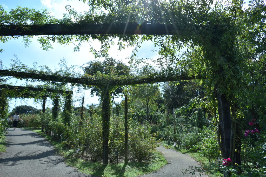 バラ園
