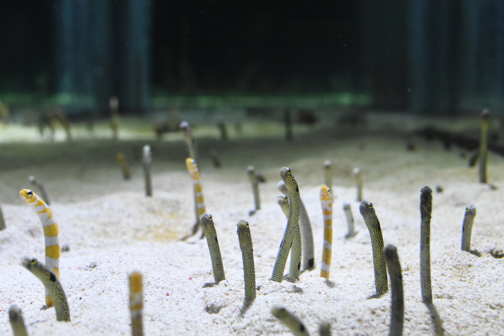 すみだ水族館1