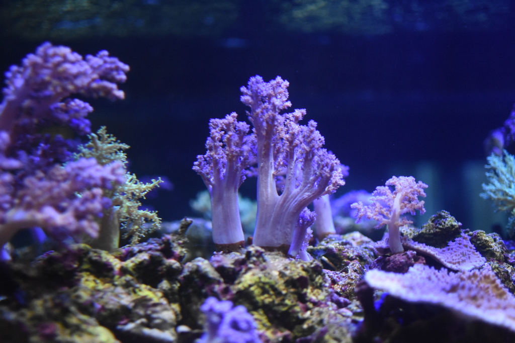 すみだ水族館2