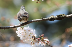 春宴