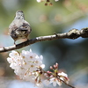 春宴