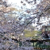 桜門