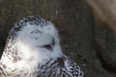 夢うつつ・・・