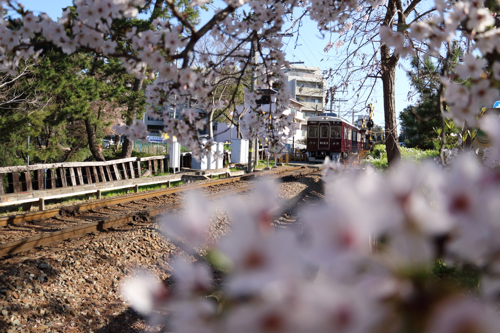 桜道