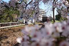 桜道