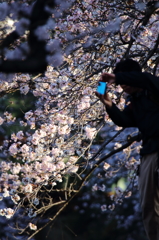 自然の色・人工の色