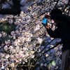自然の色・人工の色