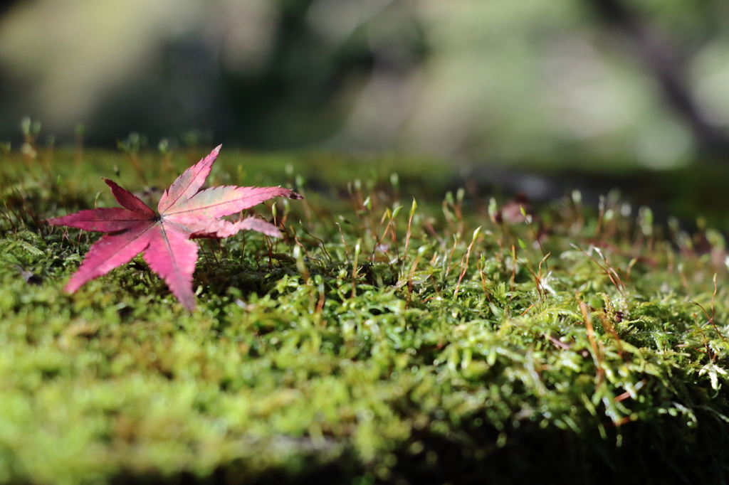 Read leaf with green moss