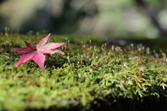 Read leaf with green moss