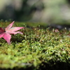 Read leaf with green moss