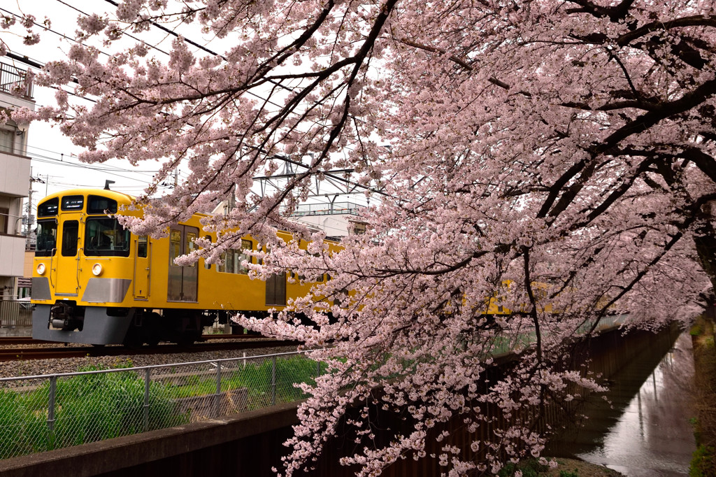 西武2000系　桜を横目に