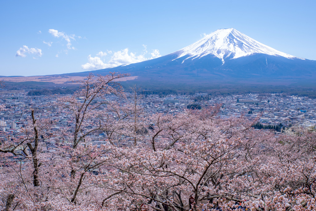 桜と富士山