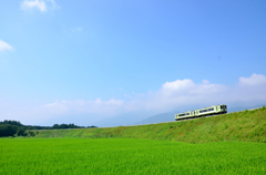 夏に萌える稲田を行く