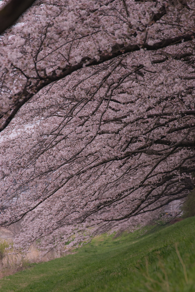 屋根のような桜並木の下で