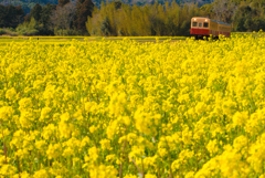 小湊鉄道の初春