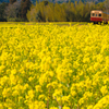 小湊鉄道の初春