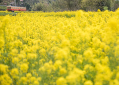 小湊鉄道の春1　石神の菜の花畑
