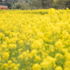 小湊鉄道の春1　石神の菜の花畑