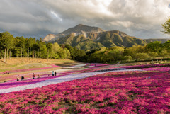 芝桜と武甲山