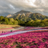 芝桜と武甲山