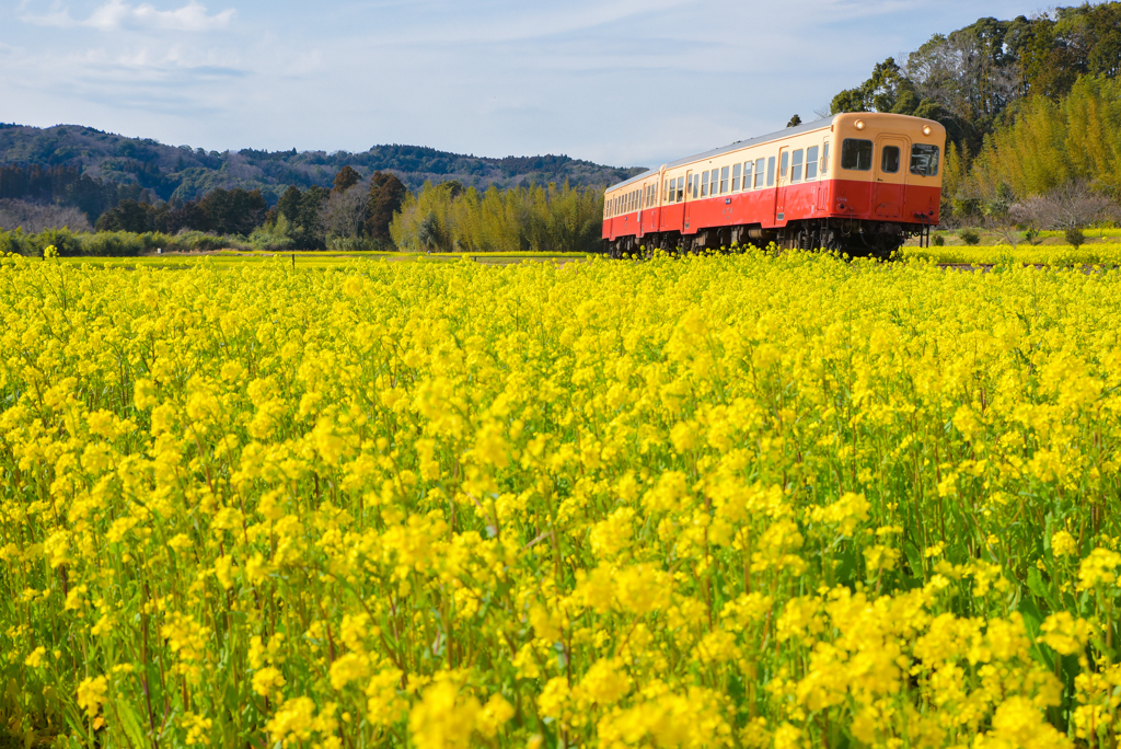 小湊鉄道の初春　２