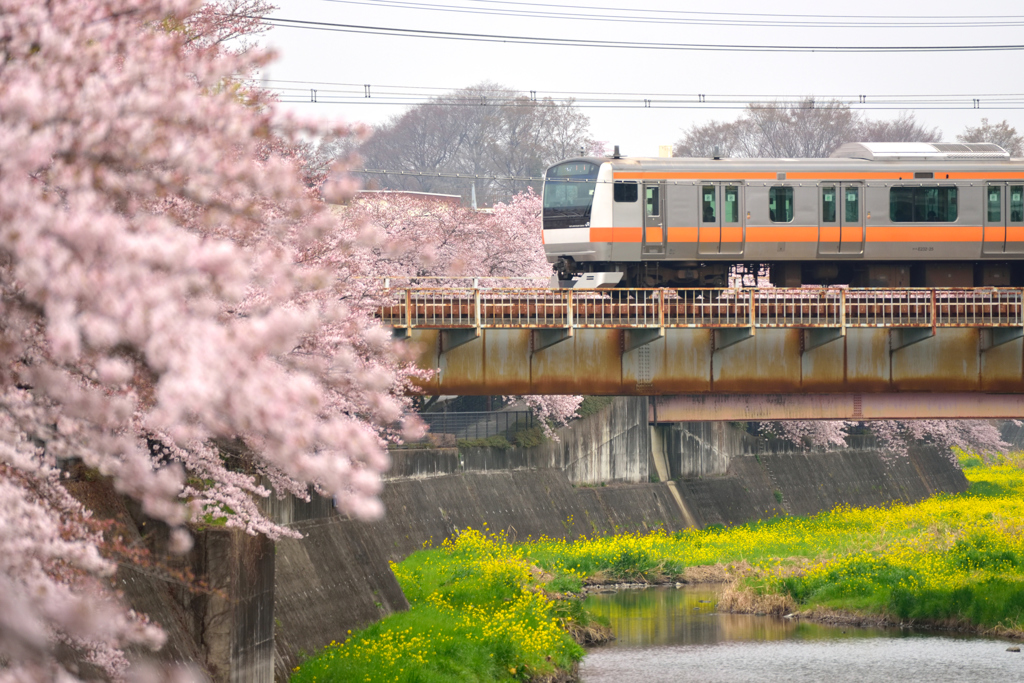 中央線と残堀川桜並木