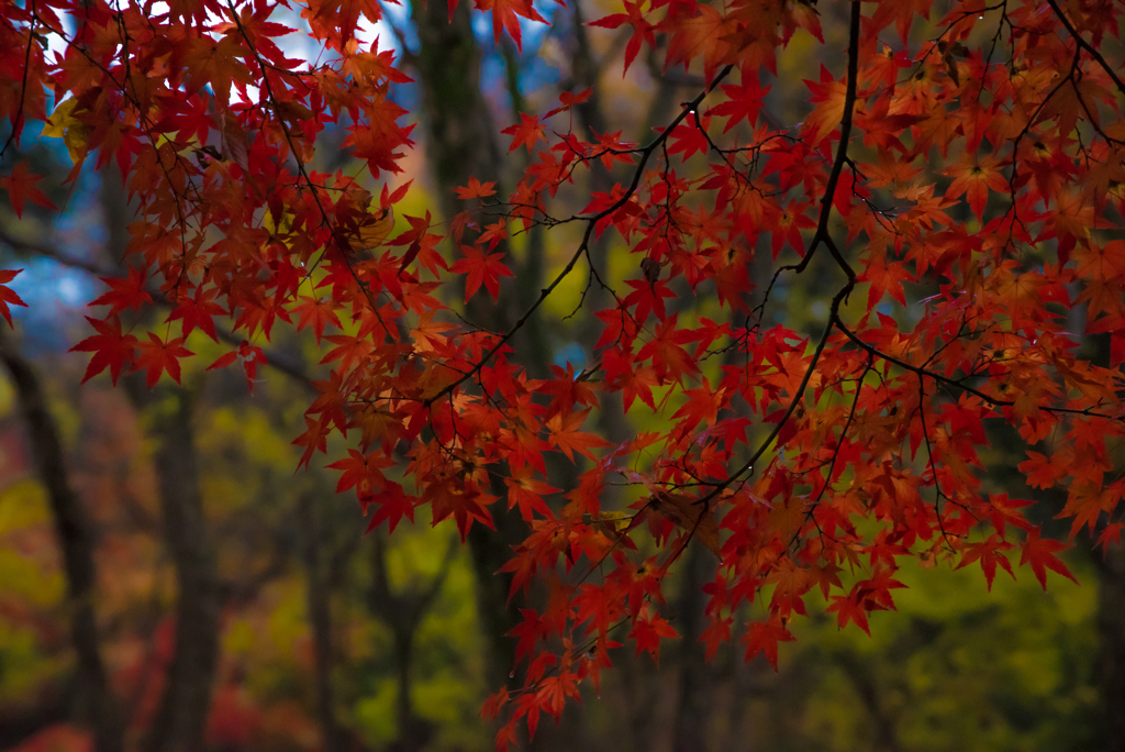 林の紅葉