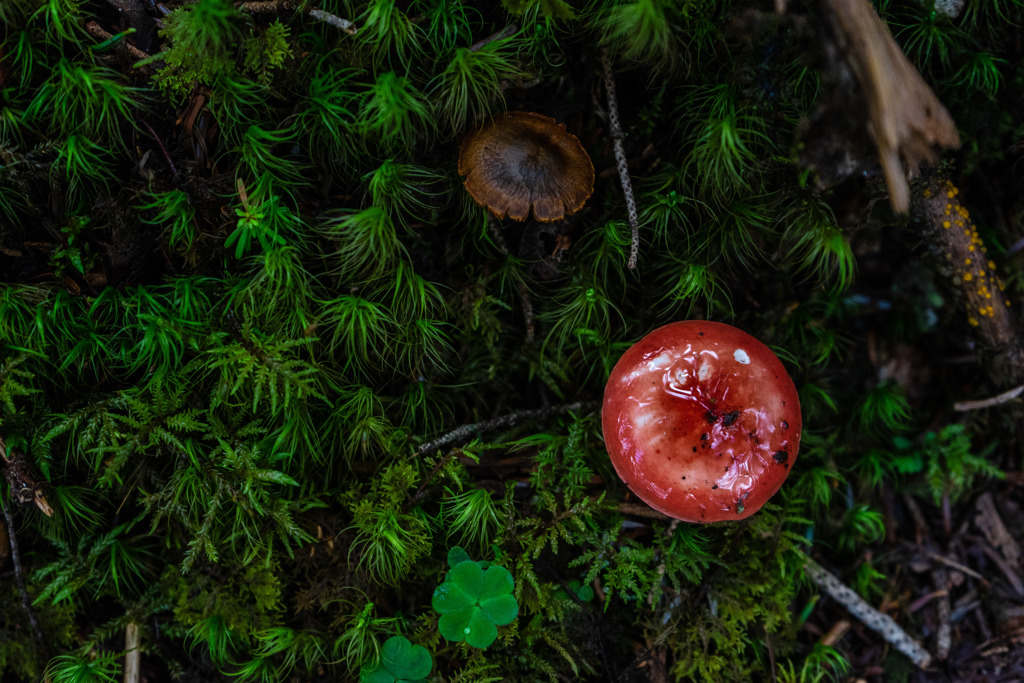 紅一点