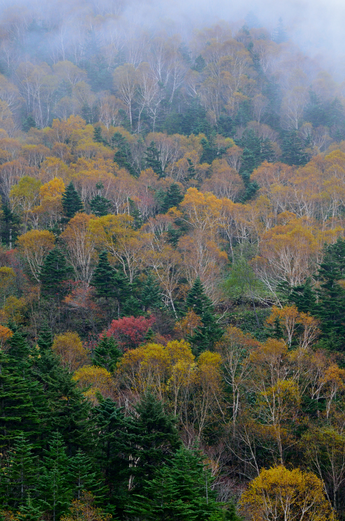 毛無峠　霧中の紅葉