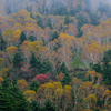 毛無峠　霧中の紅葉