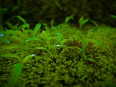 小雨後のワンショット