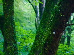 長谷寺　かたつむり