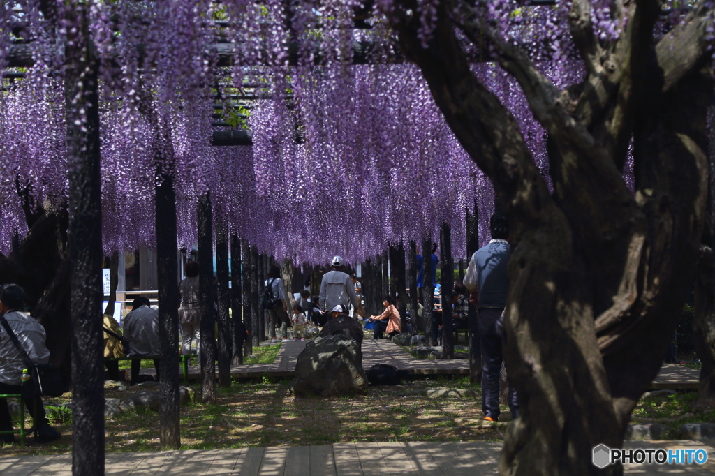 藤の花