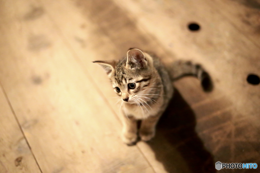 トラちゃん