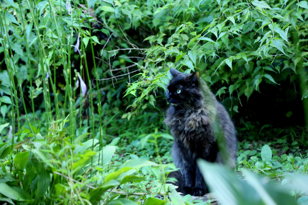 ミドリの中の・・・