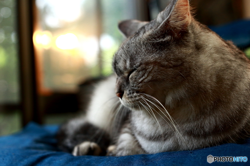 んむむ　秋が来たかにゃ