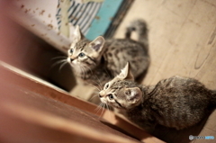 brother