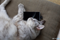 目覚ましはスマホ