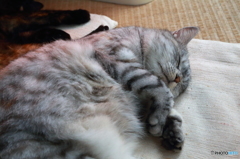 ＺＺＺＺ・・・